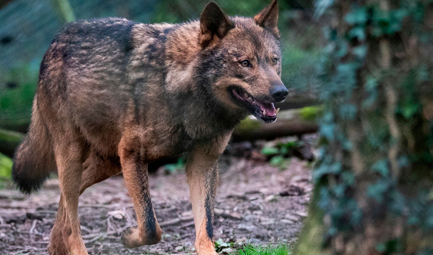 Ejemplar de lobo ibrico