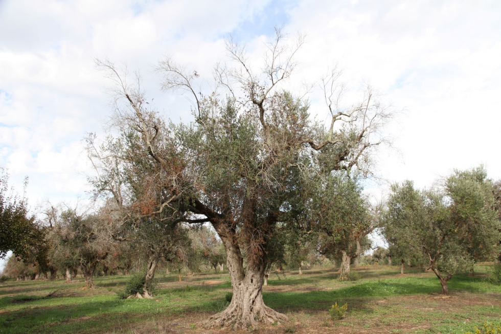 Olivo afectado por Xylella fastidiosa