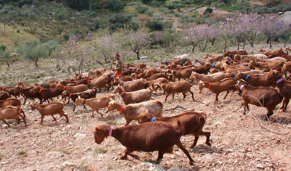 Ejemplares de raza Malaguea en pastoreo