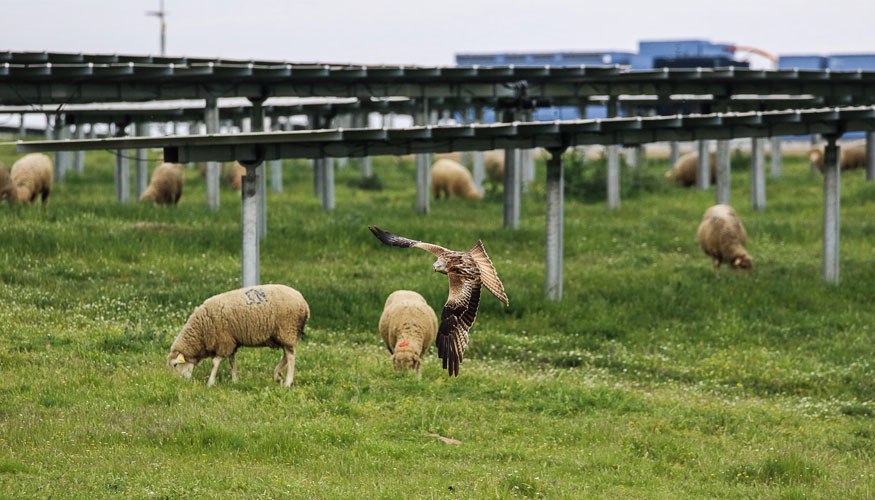 Las instalaciones fotovoltaicas grandes pueden convertirse en hbitat para algunas especies animales