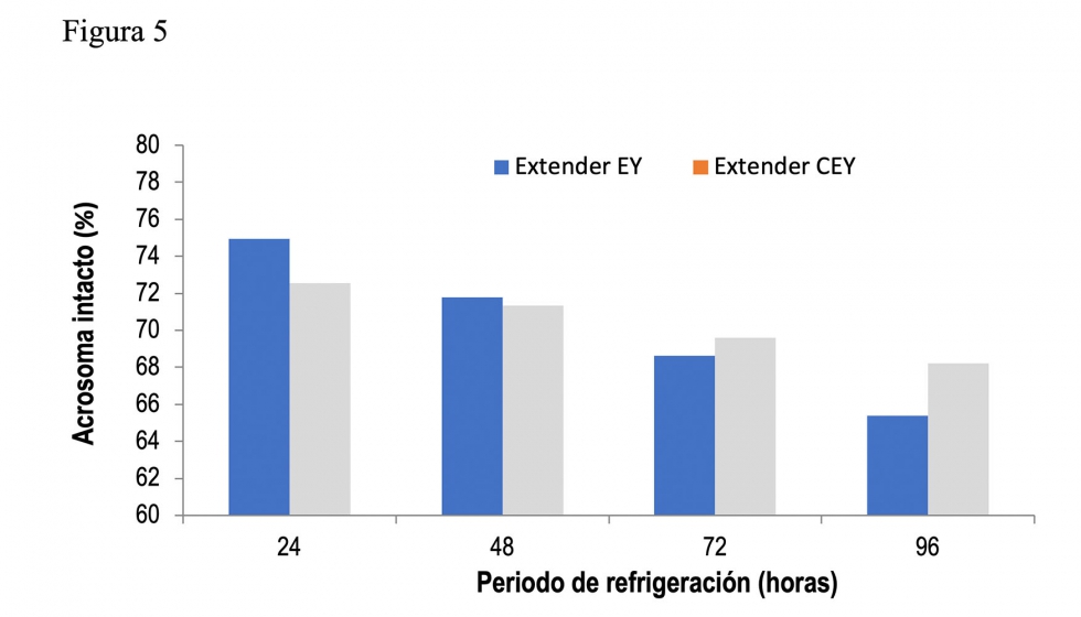Figura 5. Espermatozoides con acrosoma intacto (%) en machos adultos durante el periodo de refrigeraci�n