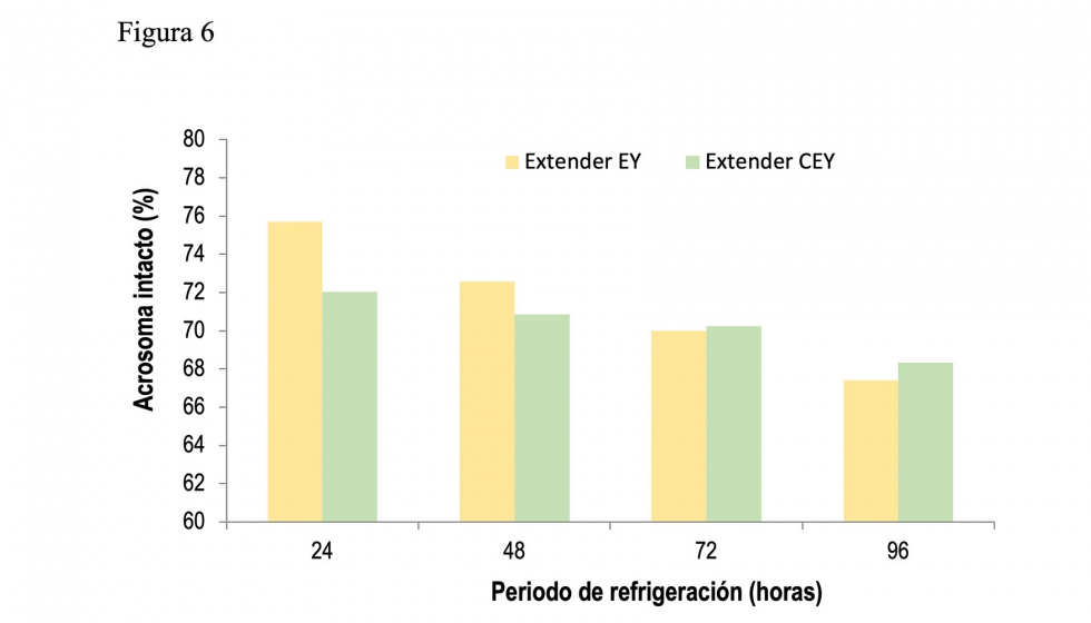Figura 6. Espermatozoides con acrosoma intacto (%) en machos j�venes durante el periodo de refrigeraci�n