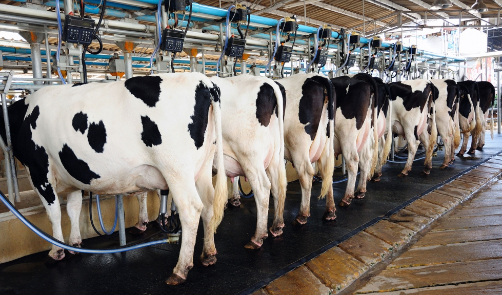 Vacas de aptitud lctea durante el ordeo