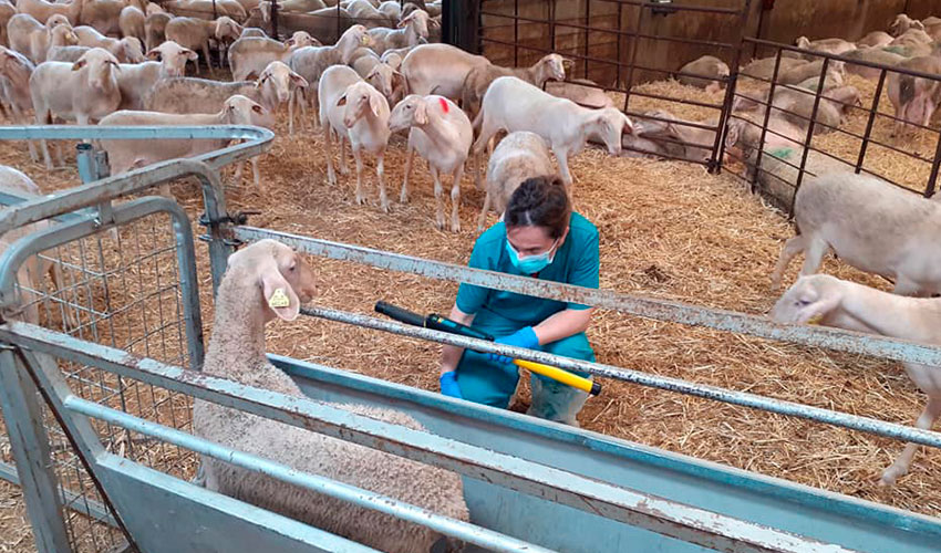 Calificaci�n morfol�gica de los animales en la explotaci�n Bravo Tena