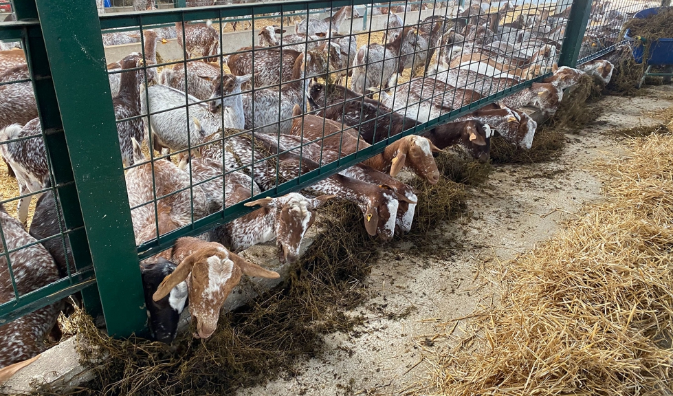 Cabras de raza Florida se alimentan en una explotacin ganadera de Andaluca