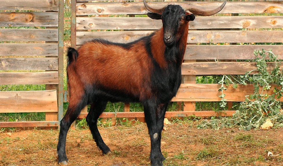 Ejemplar de la raza caprina Mallorquina