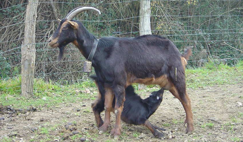 Ejemplares de la cabra Azpi Gorri, raza autctona del Pas Vasco
