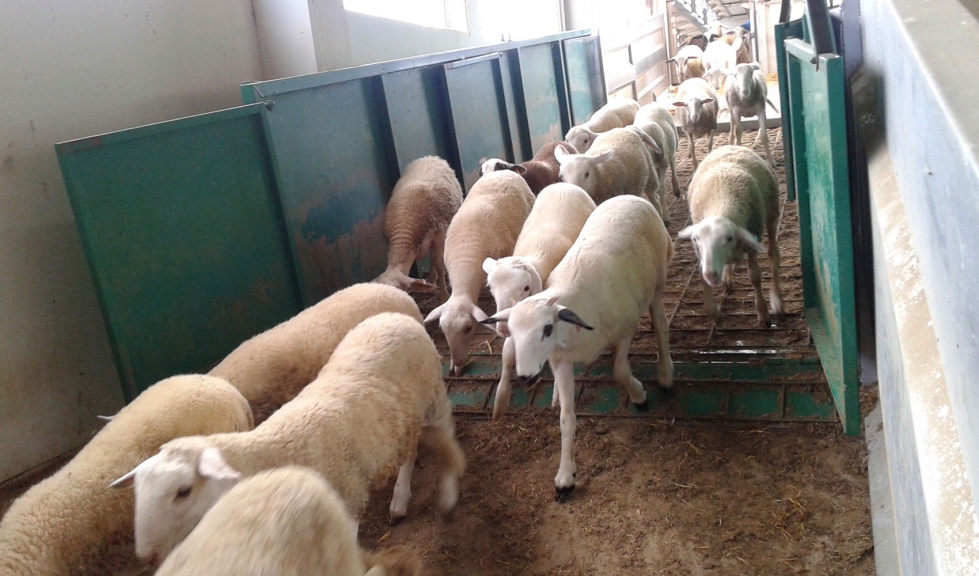 Corderos en un cebadero