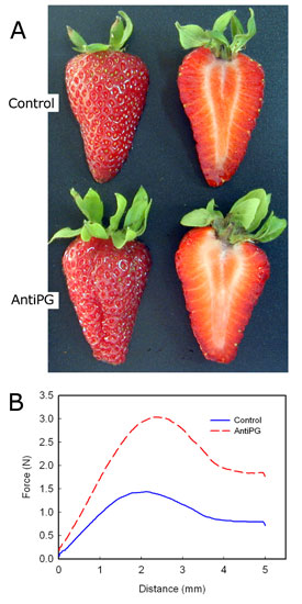 Muestra, mediante una grfica, como la inhibicin de ciertos genes disminuye el reblandecimiento del fruto maduro