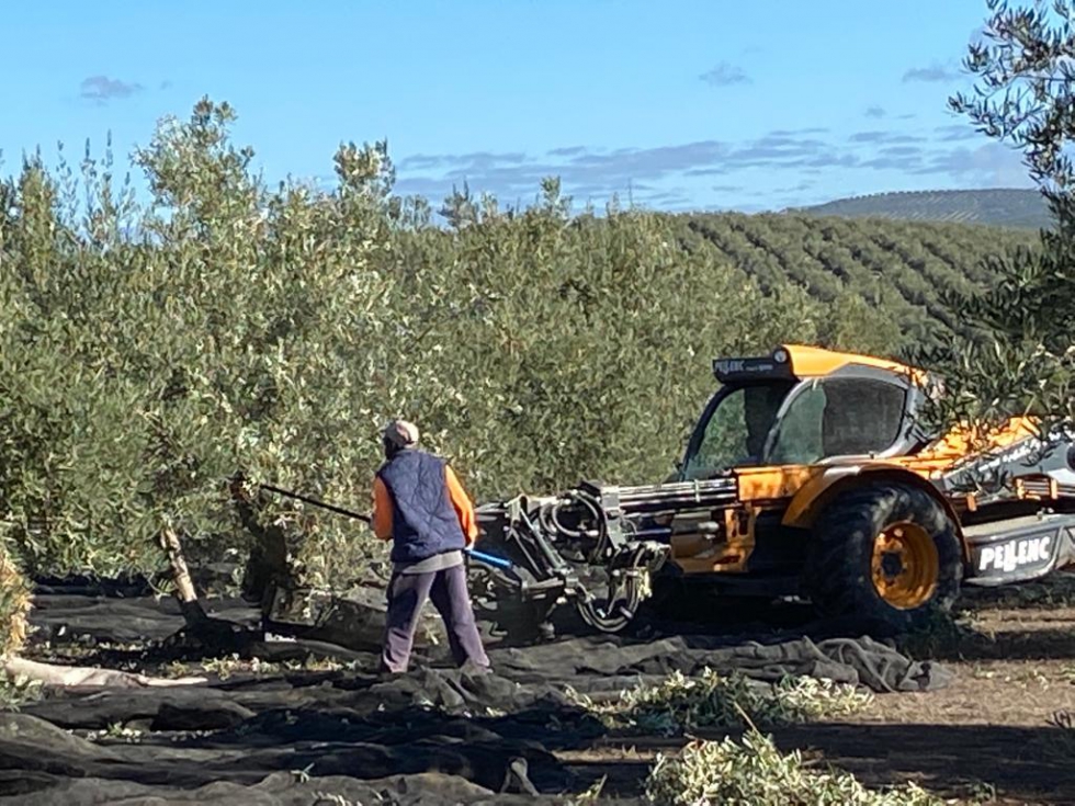 Momento de la recoleccin en un olivar de la DOP Sierra de cazorla