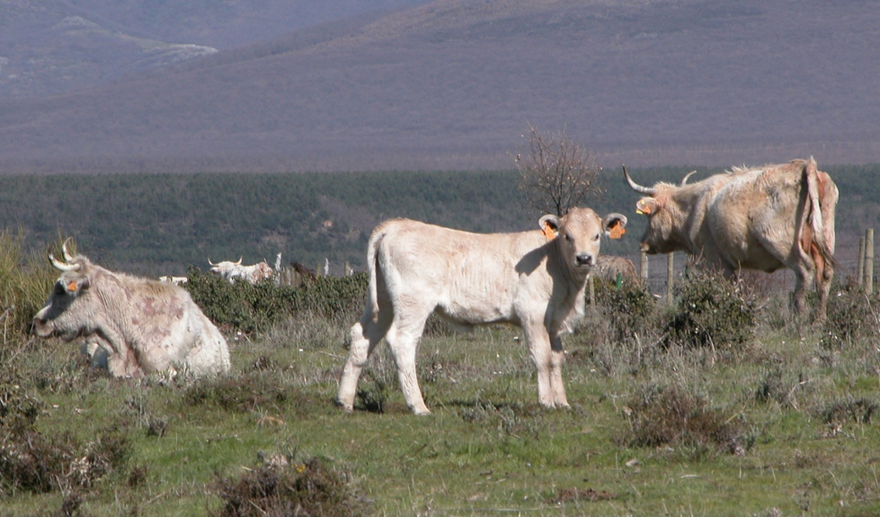 Vacas de carne en produccin extensiva
