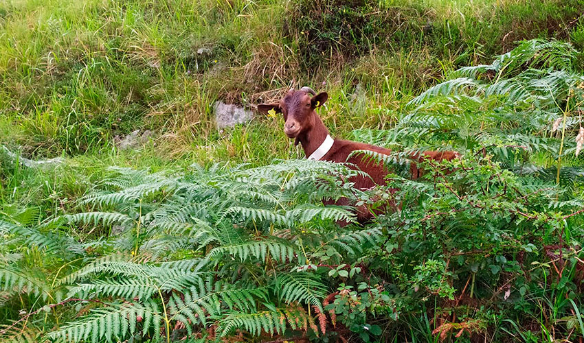 Ejemplar de la raza caprina Bermeya