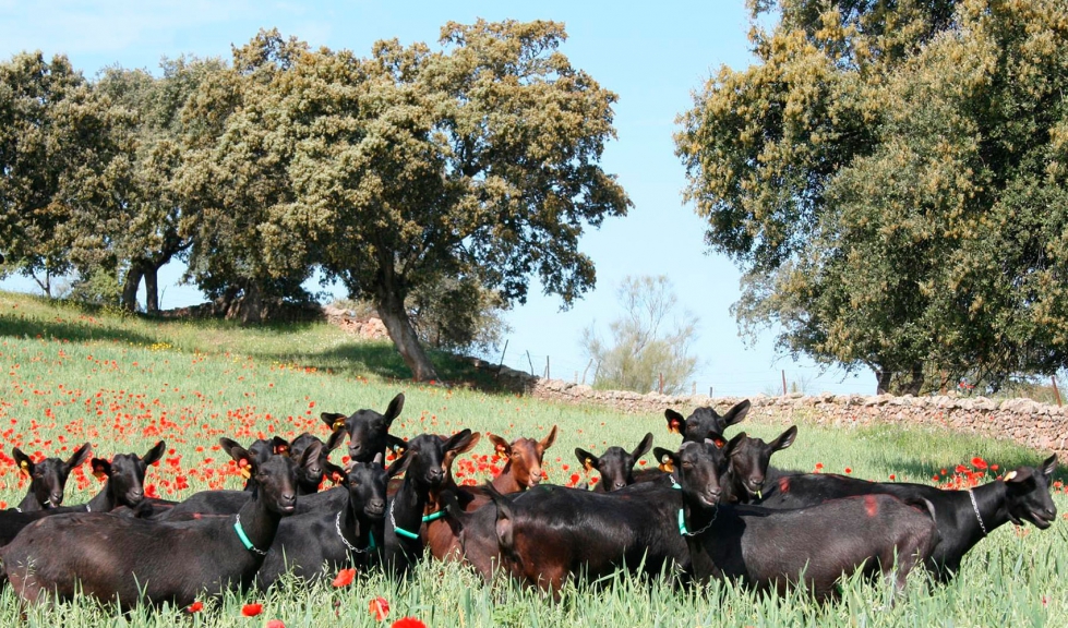 Ejemplares de raza Murciano-Granadina en el campo