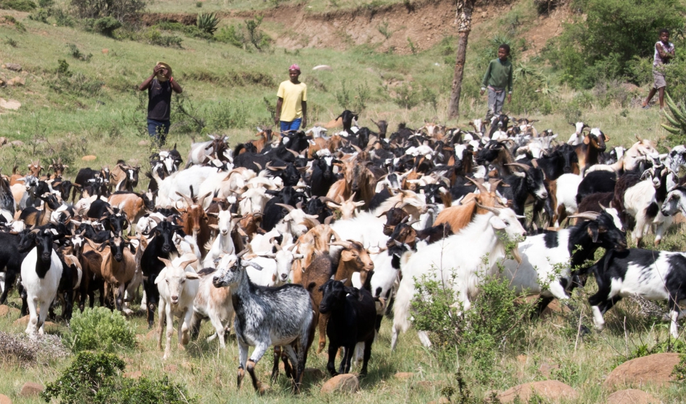 Pastoreo de cabras en Sudfrica