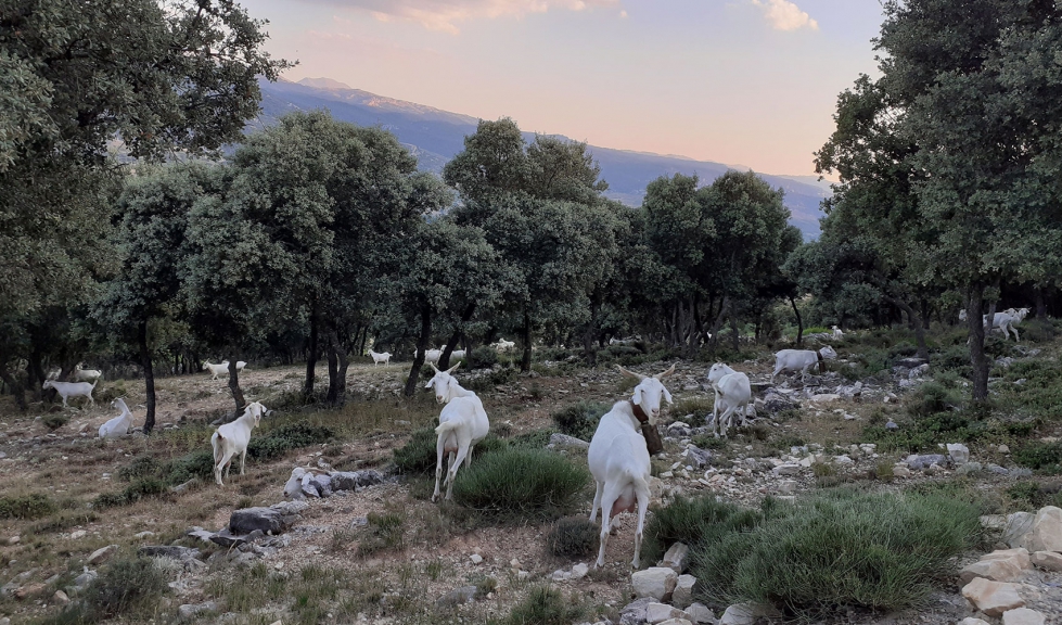 Ejemplares de la raza Blanca Andaluza. Fuente: Cabrandaluc�a