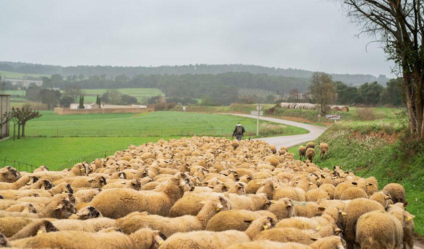 Rebao de ovino en Catalua
