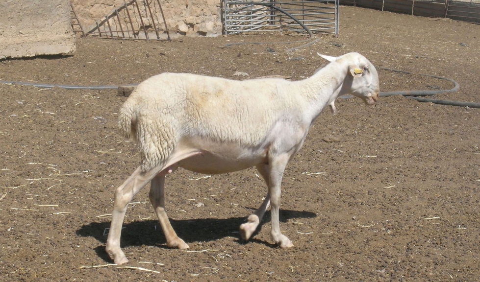 Rebao de la raza ovina Maellana