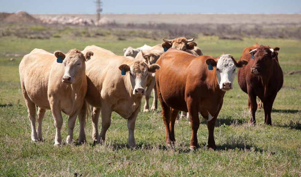 Animales de la especie vacuna en campo