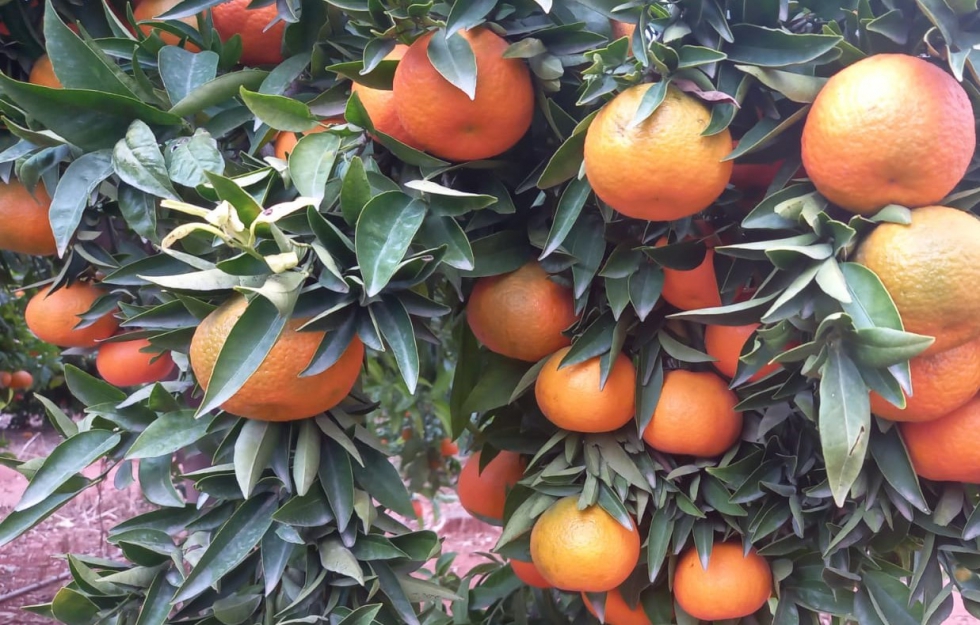 Mandarinas Clemenules en un campo valenciano