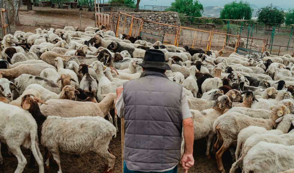 Ganado ovino en pastoreo en la isla de Gran Canaria