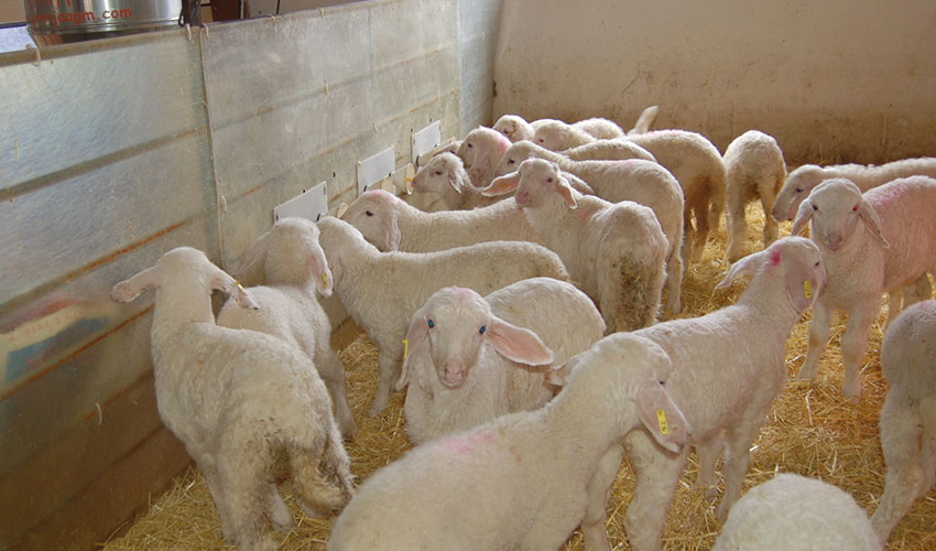 Corderos en una sala de lactancia