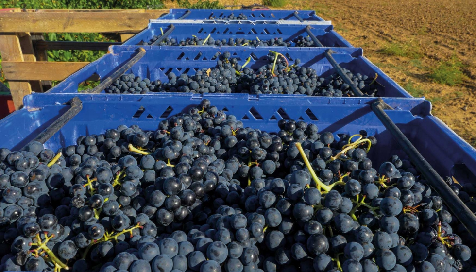 La de 2021 ser una aada que ofrecer grandes vinos, potentes y longevos, con infinitas posibilidades de envejecimiento. Foto: Jos I...