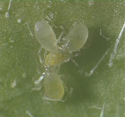 Ejemplares de Amblyseius Swirskii predando a larvas de trips
