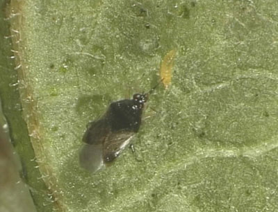 Orius Laevigatusb alimentndose de larva de segundo estadio de trips