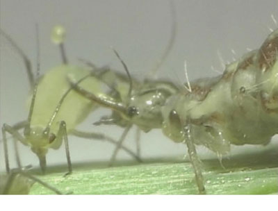 Larva de Crhysoperla Carnea devorando pulgn