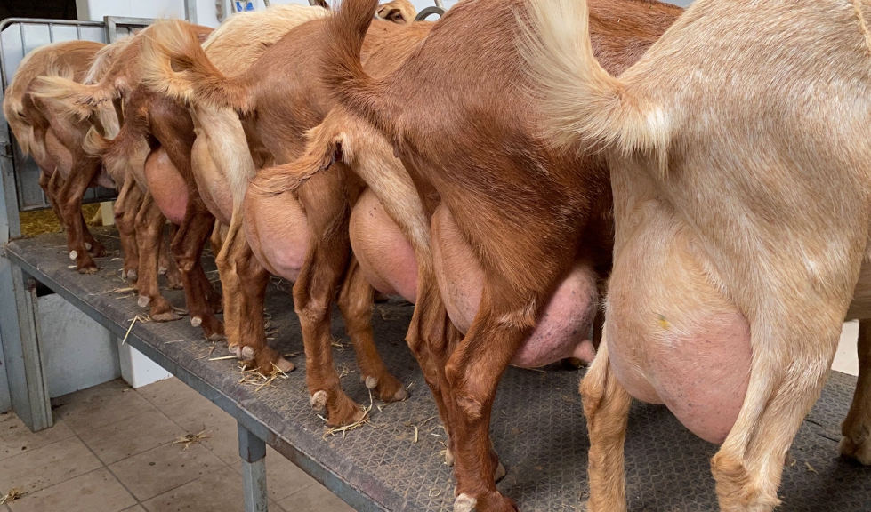 Orde�o en cabras de raza Malague�a