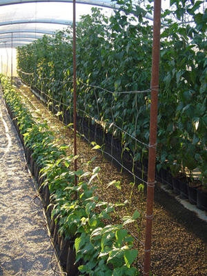 Adems de su uso en invernaderos, el control biolgico se puede extrapolar a plantaciones al aire libre