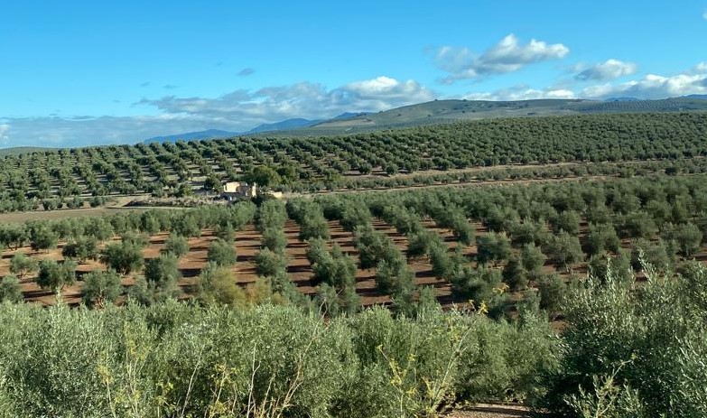 Panormica de los olivares de la DOP Sierra de Cazorla (Jan), que se extienden hasta el horizonte