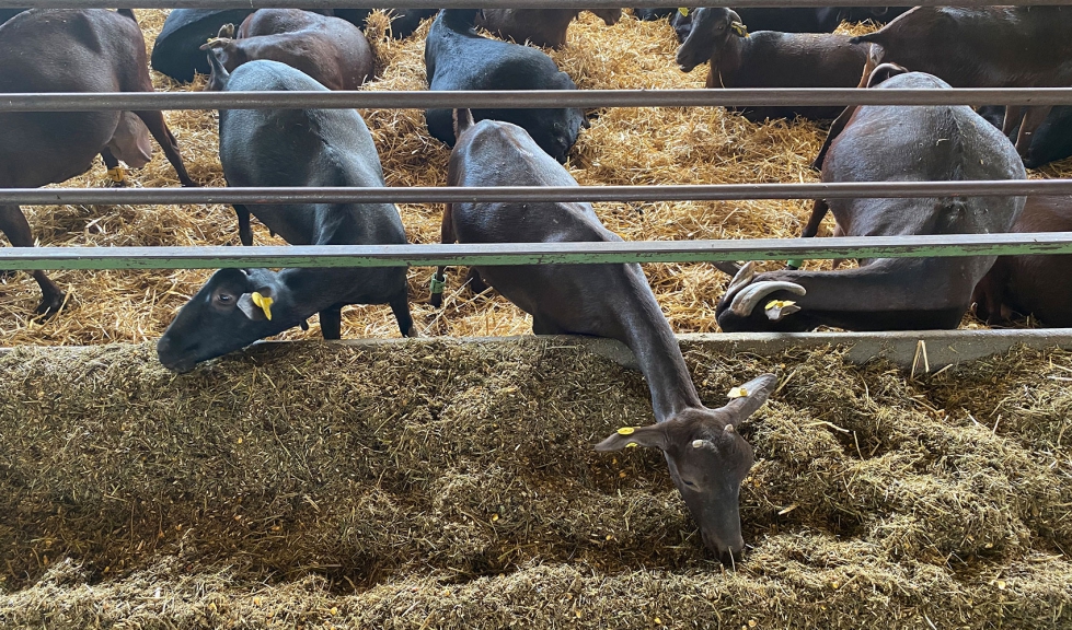 Cabras de raza Murciano-Granadina en una explotacin ganadera