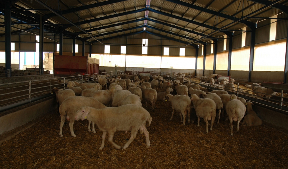 Interior de una explotacin ganadera ovina