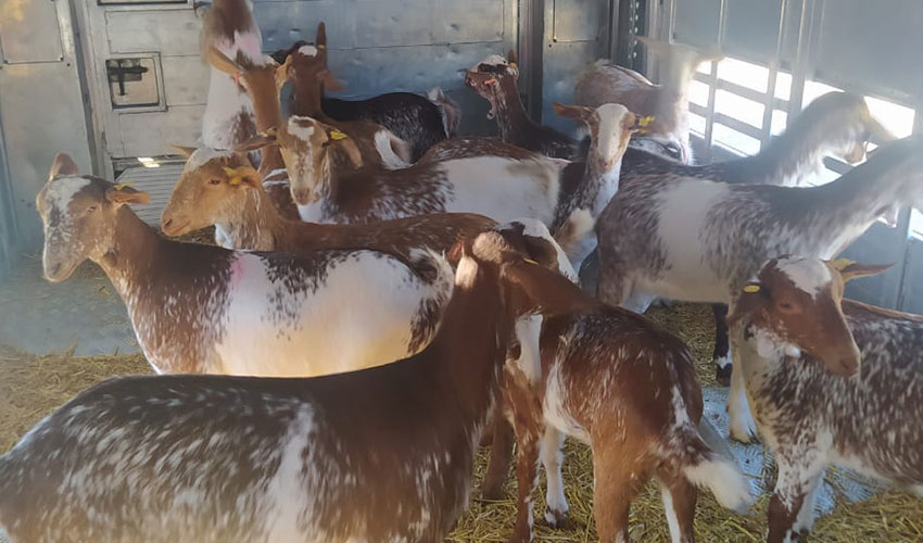 Cabritas de raza Florida en el cami�n de transporte de ganado desde La Rioja hasta Grecia