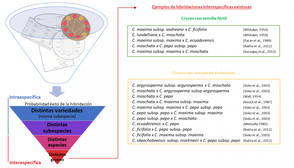 Figura 3. Resumen de la probabilidad de xito en la hibridacin y ejemplos de hbridos interespecficos exitosos en Cucurbita spp...