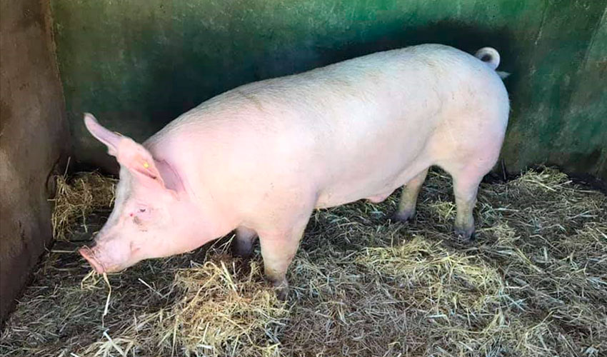 Ejemplar de la especie porcina en Canarias