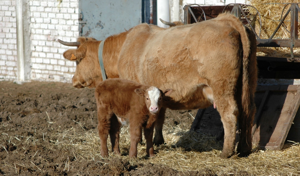 Ejemplares de vacuno