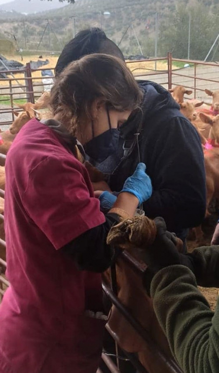 Inseminacin artificial en la explotacin del ganadero Pedro Snchez de cabra Malaguea