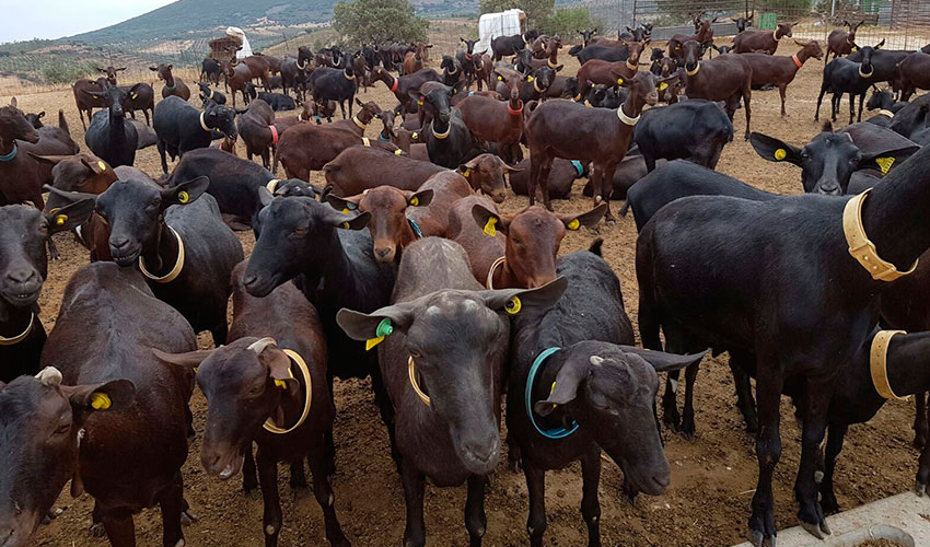 Cabras de raza Murciano-Granadina