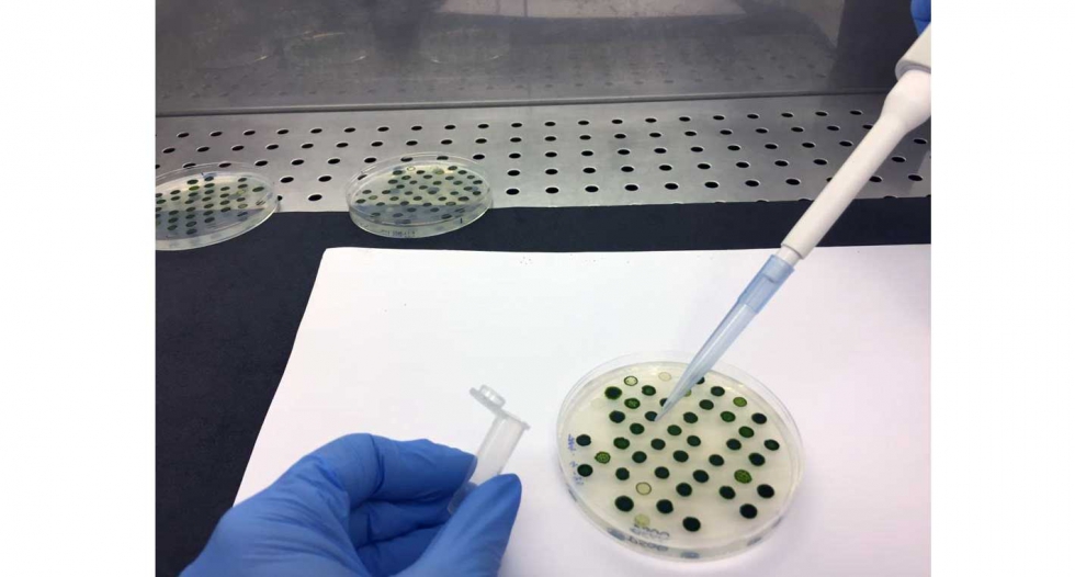 Estudio in vitro inoculando pptidos a ejemplares vivos de lubina y observar su respuesta en distintos agentes patgenos...