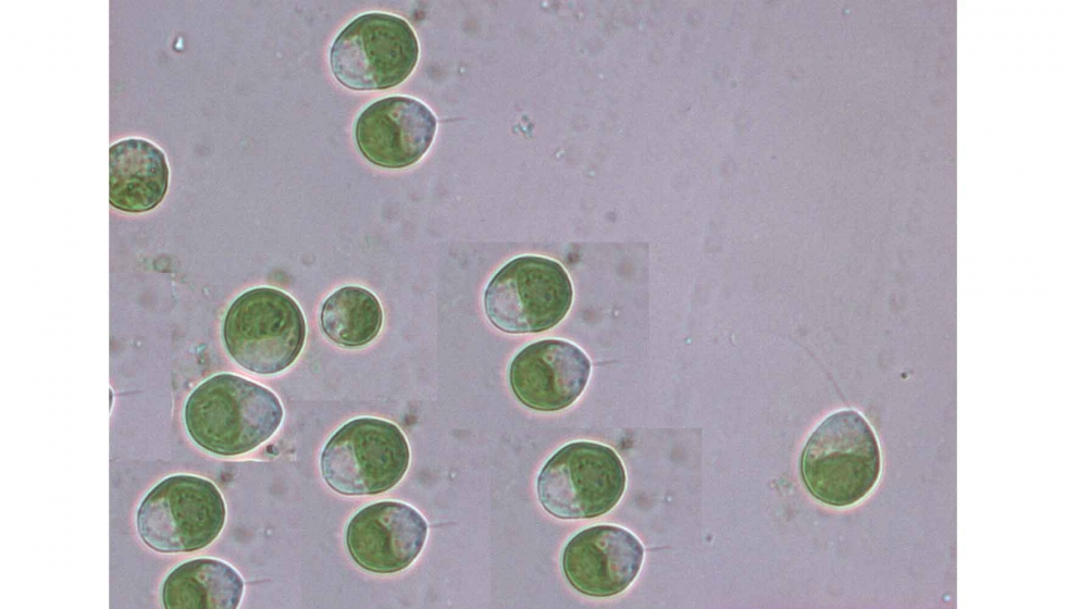 Microalgas con pptidos