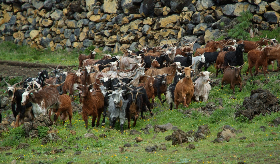 Cabras en Canarias