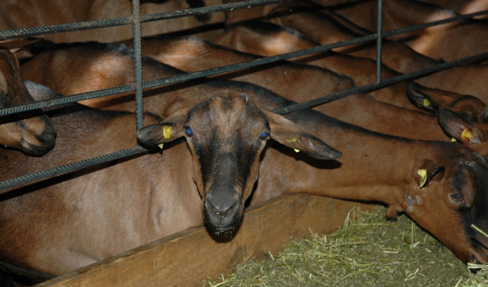 La cabra Alpina es una de las principales razas en Francia