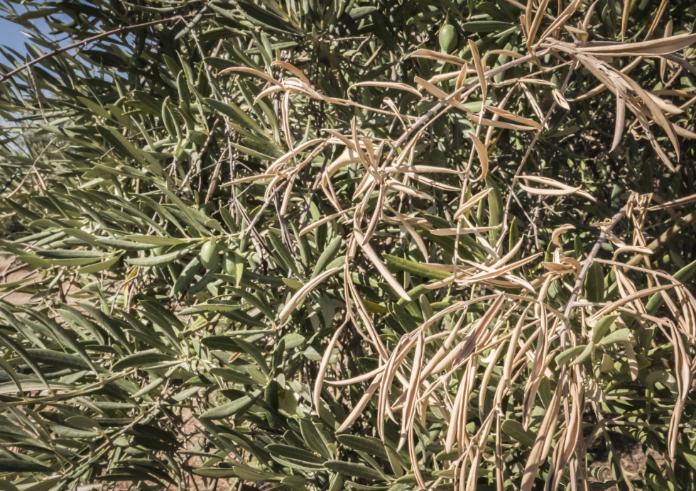 Detalle de un olivo afectado por Xylella fastidiosa
