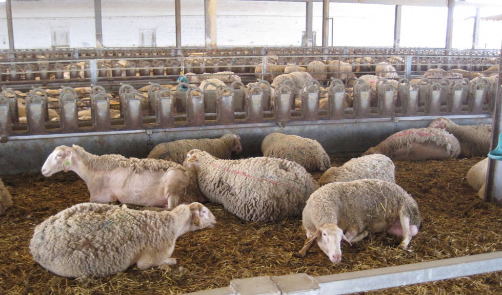 Ovejas de raza Lacaune