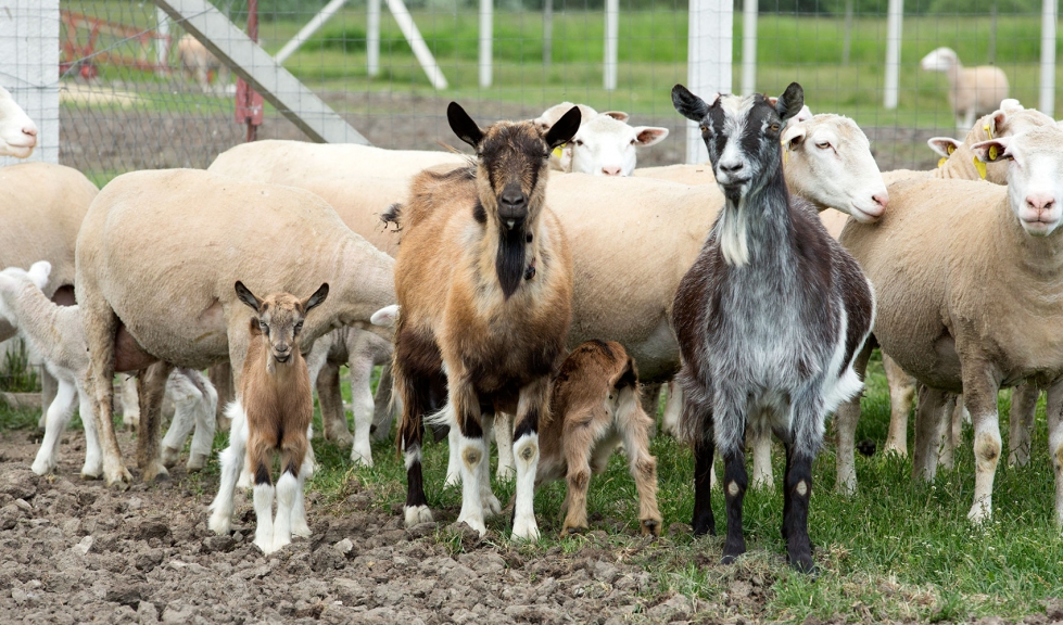 Rebao mixto de ovejas y cabras