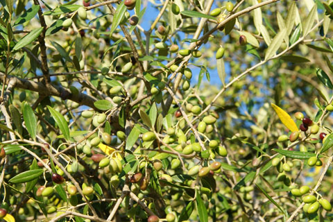 La campaa para el aceite de oliva queda caracterizada por el descenso en la produccin y por el buen comportamiento de la comercializacin...