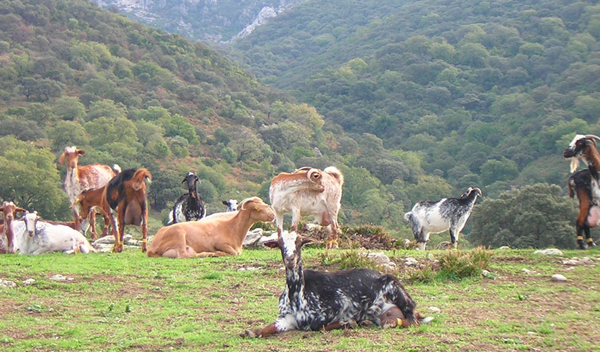 Cabras de raza Payoya