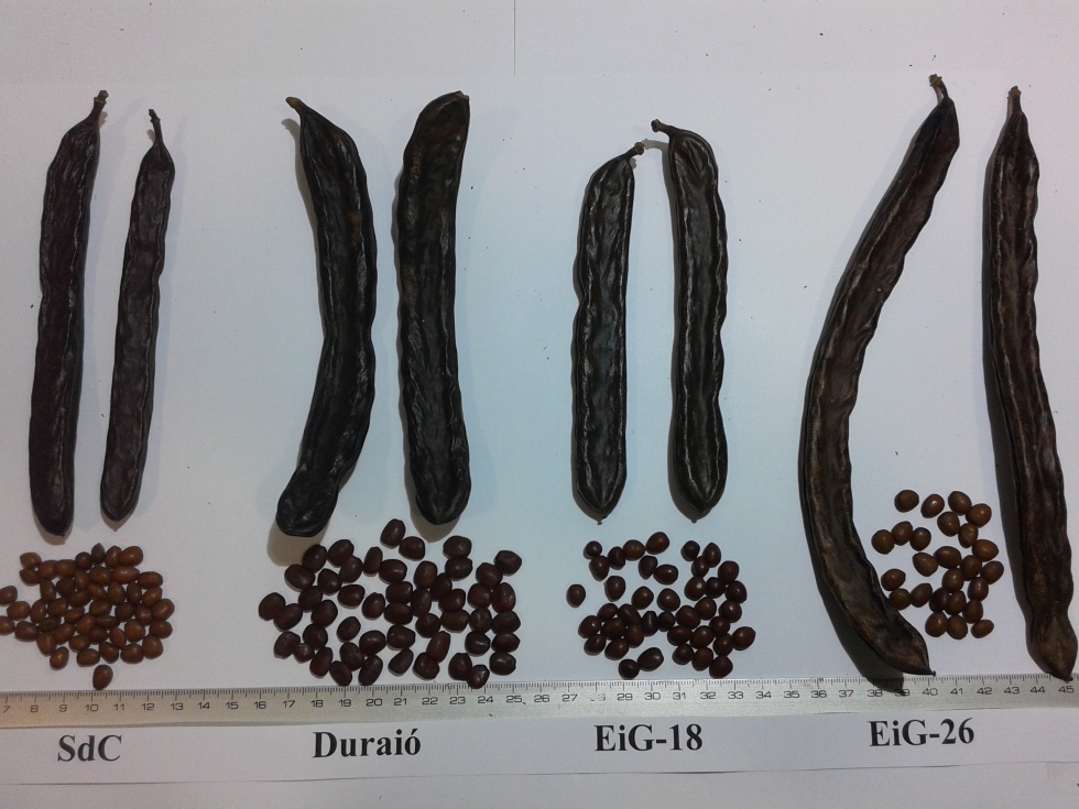 Figura 3. Variedades y selecciones de potencial inters para las nuevas plantaciones de algarrobo